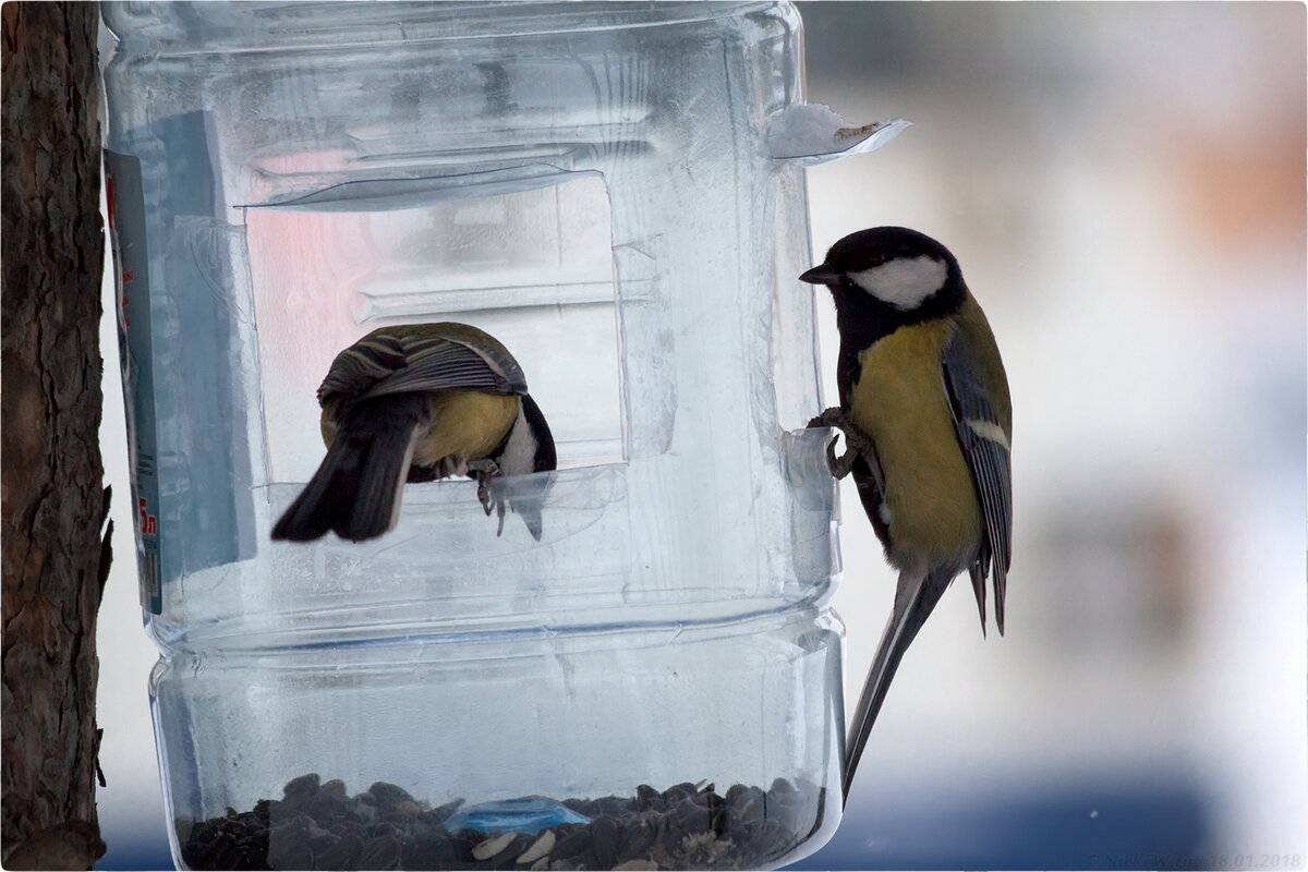 Was würde passieren, wenn Sie Plastikflaschen in Mini-Gewächshäuser oder Vogelfutterhäuschen verwandeln würden?