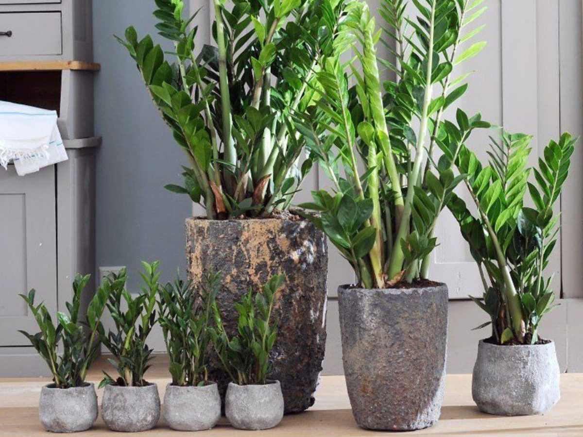 4 Tropfen unter die Wurzel – und die Zamioculcas wächst stärker als ein Baobab: große Blätter und neue Triebe