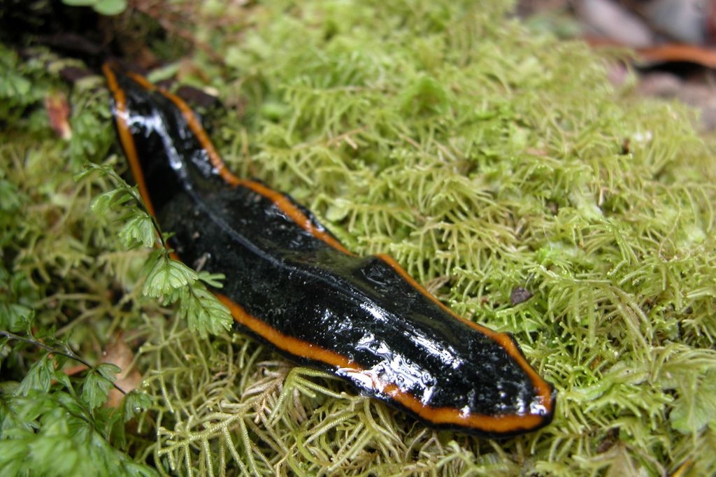 Sie sind der Albtraum aller Gärtner und Gemüsegärtner. Dieser Wurm frisst invasive Schnecken.