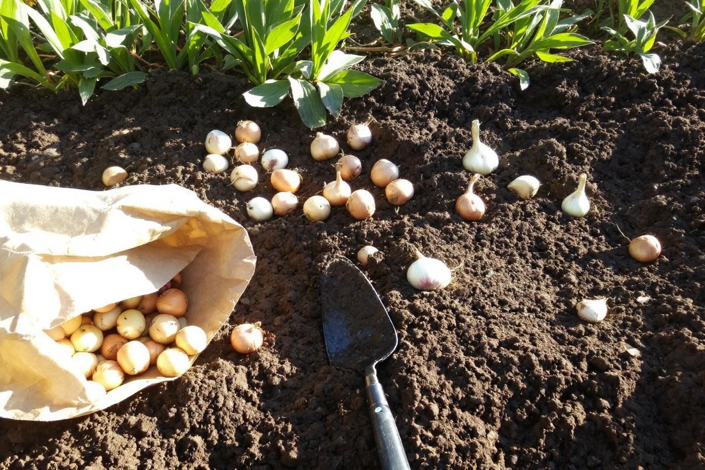 6 Zwiebeln, die Ende September gepflanzt werden müssen, um eine gute Ernte im Gemüsegarten zu erzielen
