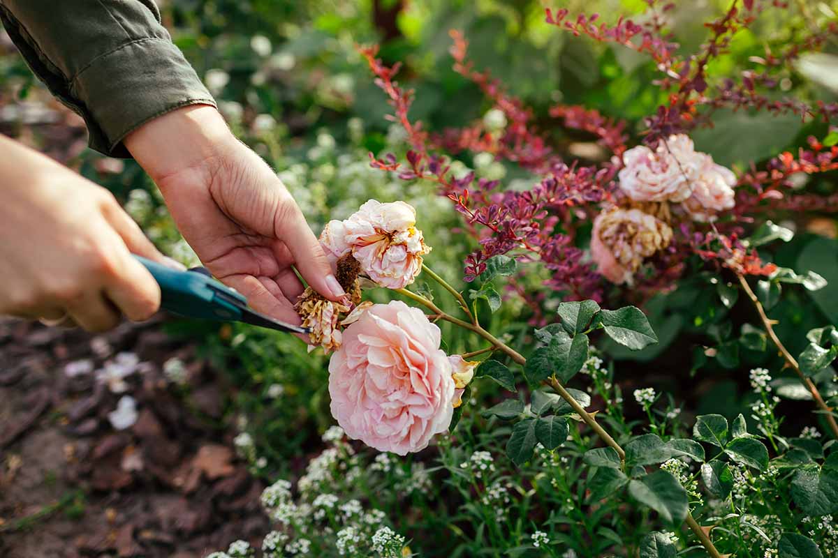 Anfang September ist es Zeit, Rosen zu schneiden. So geht's