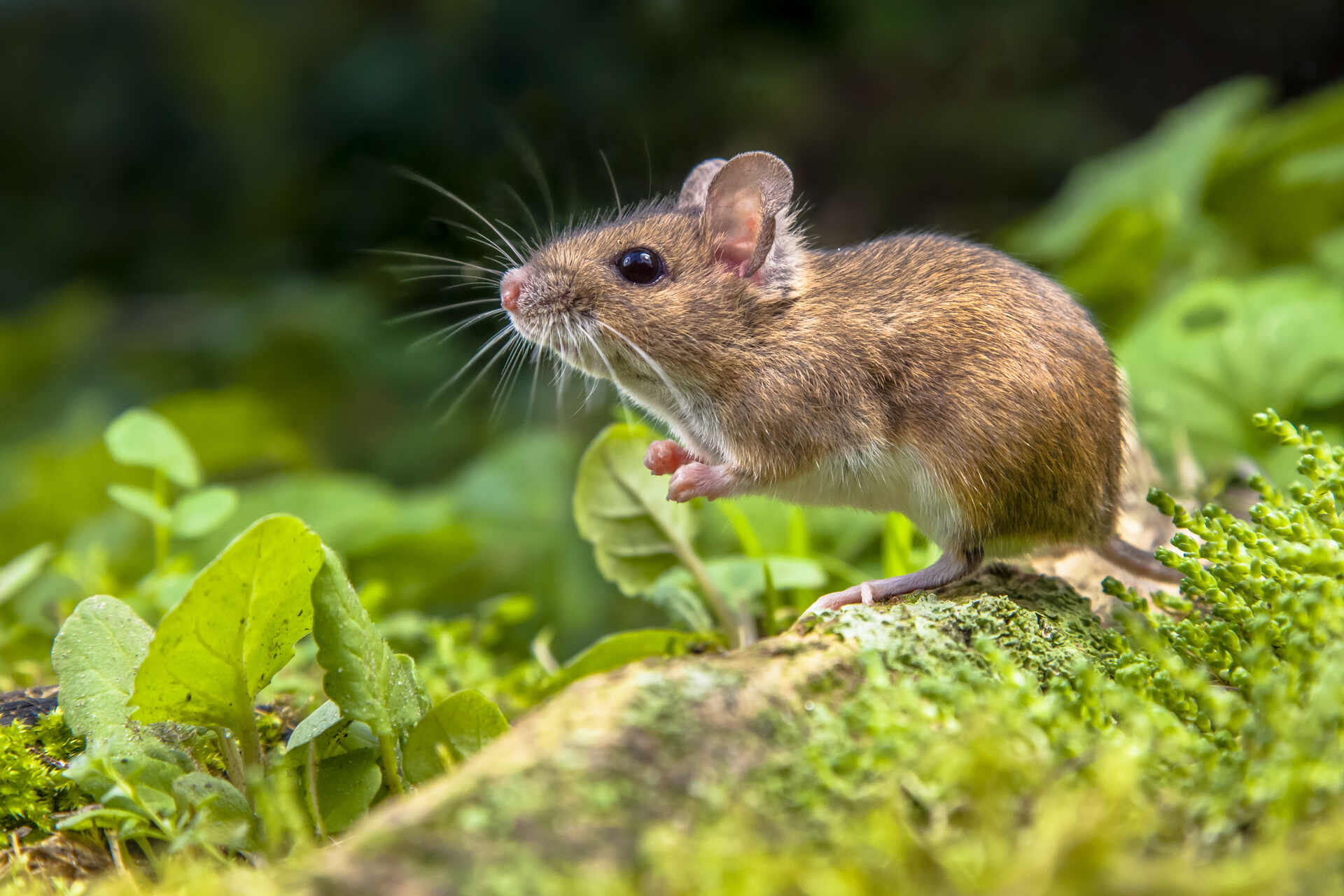Im Herbst kommen Mäuse ins Haus: 5 Gerüche, die sie abschrecken – Nagetiere werden niemals die Schwelle Ihres Hauses überschreiten
