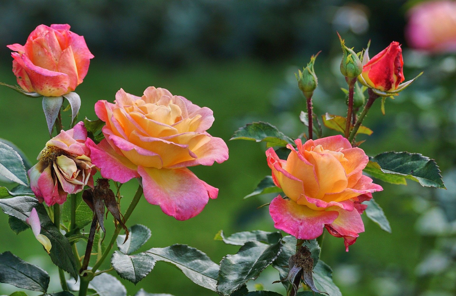 Führen Sie diese Maßnahmen im September durch. Die Rosen werden bis Oktober üppig blühen