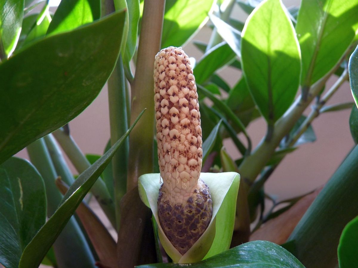 Wo sollte man eine Zamioculcas aufstellen, damit sie blüht, kräftig wächst und Wohlstand ins Haus bringt?