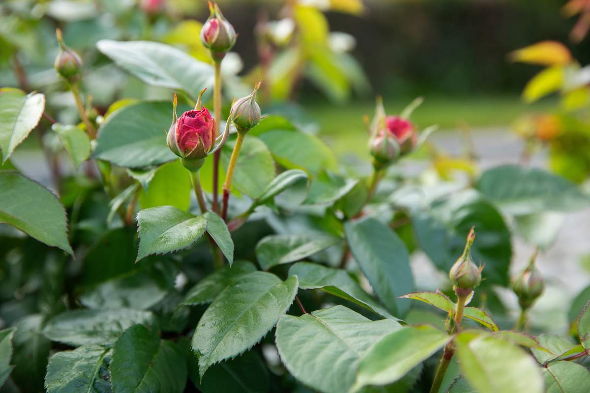 Führen Sie diese Maßnahmen im September durch. Die Rosen werden bis Oktober üppig blühen