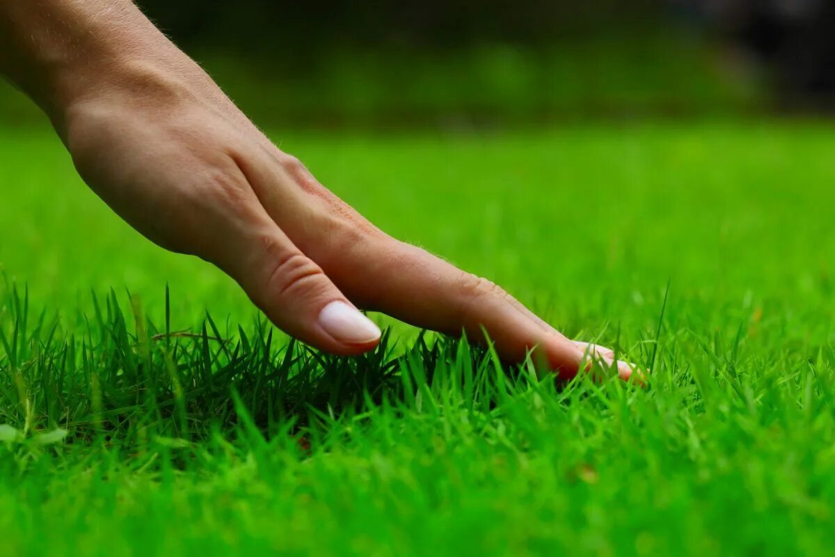 Wann sollte man Gras säen, damit es dicht und grün wächst? Hier sind die besten Zeitpunkte