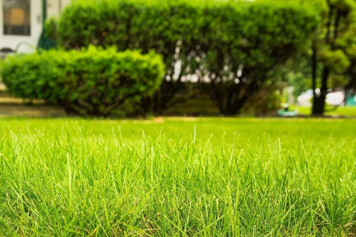 Wann sollte man Gras säen, damit es dicht und grün wächst? Hier sind die besten Zeitpunkte