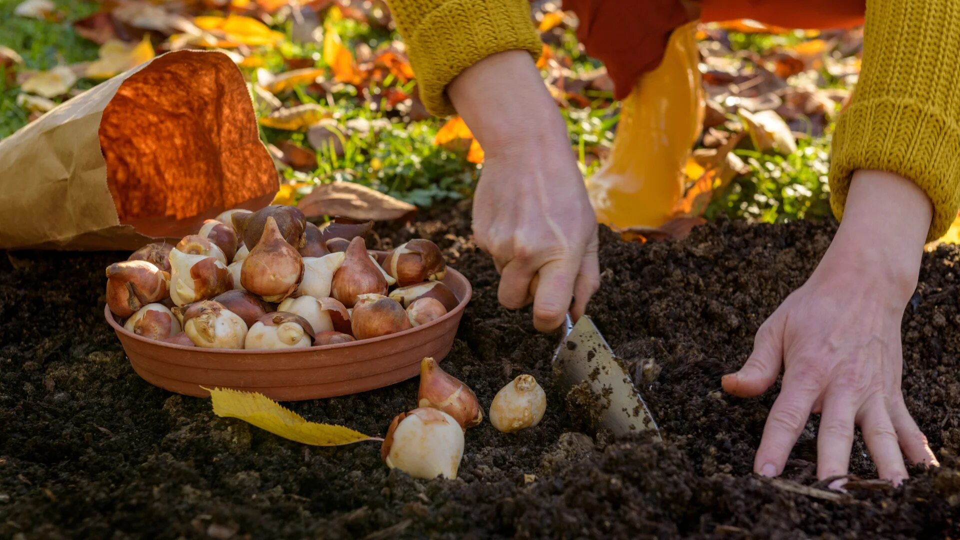 6 Zwiebeln, die Ende September gepflanzt werden müssen, um eine gute Ernte im Gemüsegarten zu erzielen