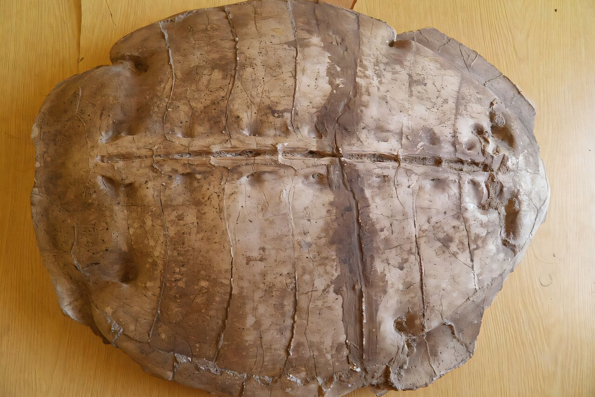 Beispiellose Entdeckung in Syrien: Eine vor 50 Millionen Jahren lebende Meeresschildkröte wurde gefunden, die die bekannte Evolutionsgeschichte verändert