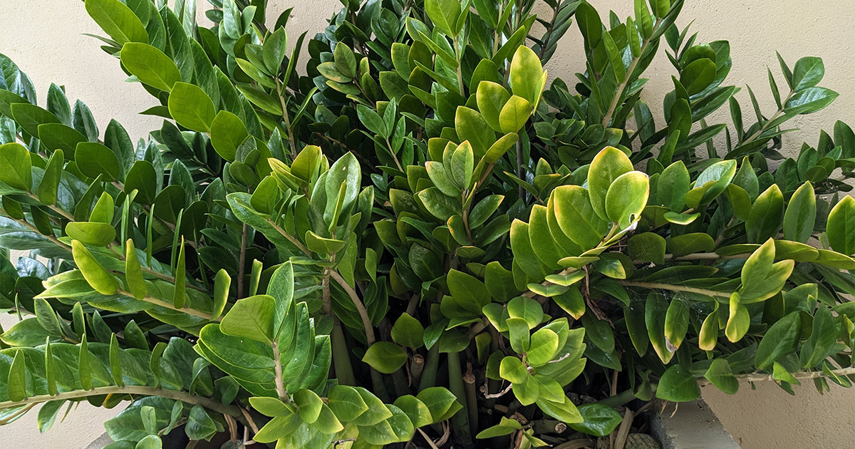 Wo sollte man eine Zamioculcas aufstellen, damit sie blüht, kräftig wächst und Wohlstand ins Haus bringt?