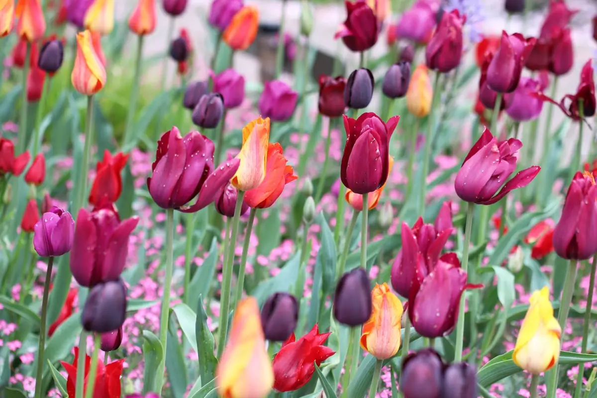 Wann sollte man Tulpen pflanzen? Die Zeit ist bald gekommen