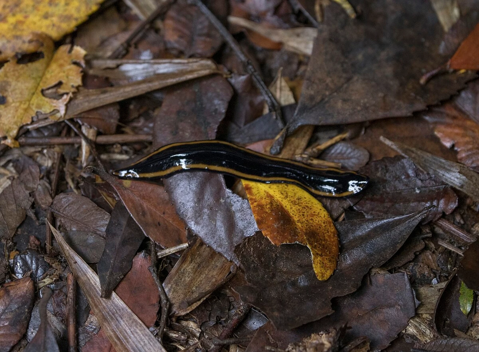 Sie sind der Albtraum aller Gärtner und Gemüsegärtner. Dieser Wurm frisst invasive Schnecken.