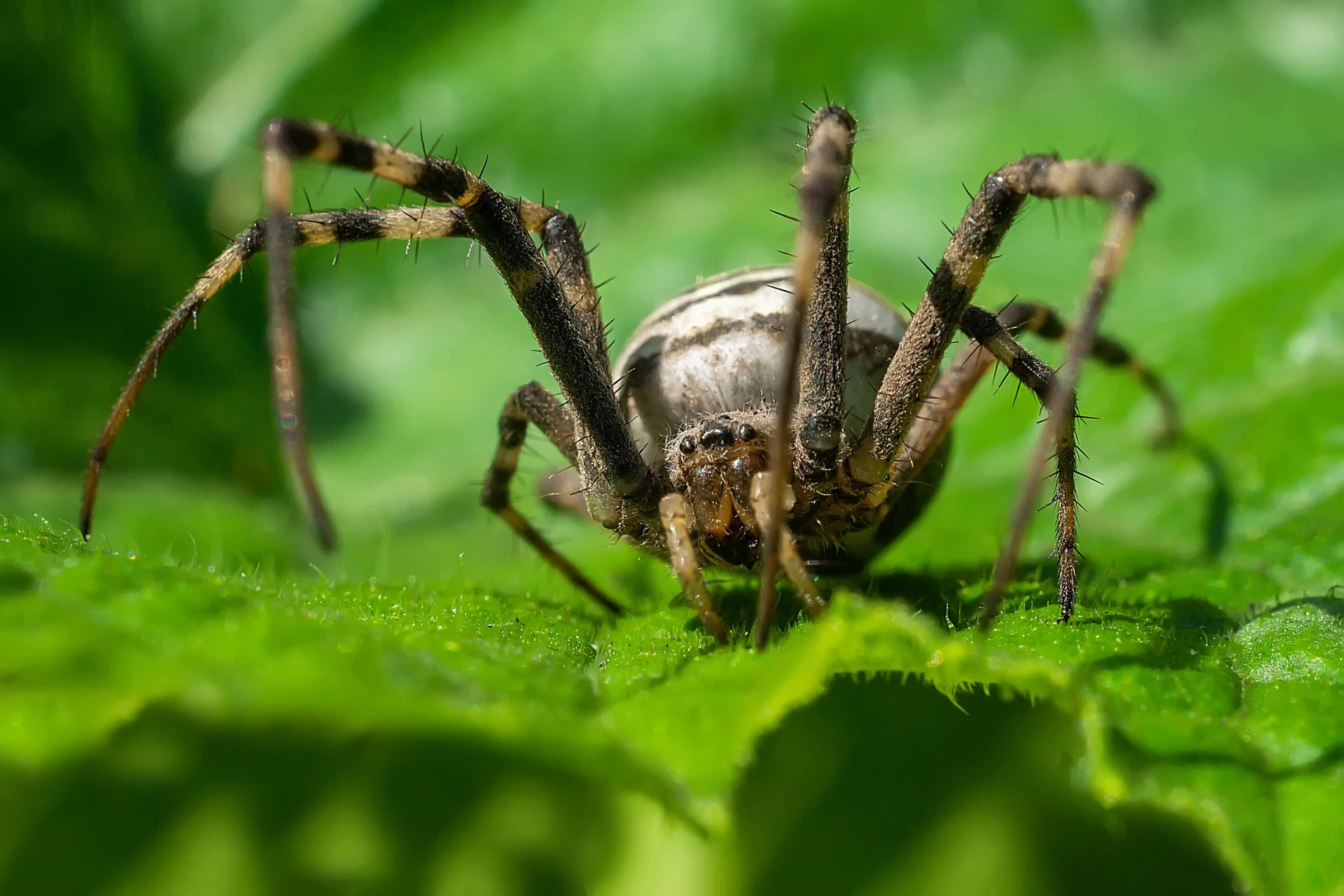 Sie sieht bedrohlich aus, aber man sollte sie nicht töten. Sie bekämpft Schädlinge im Garten.