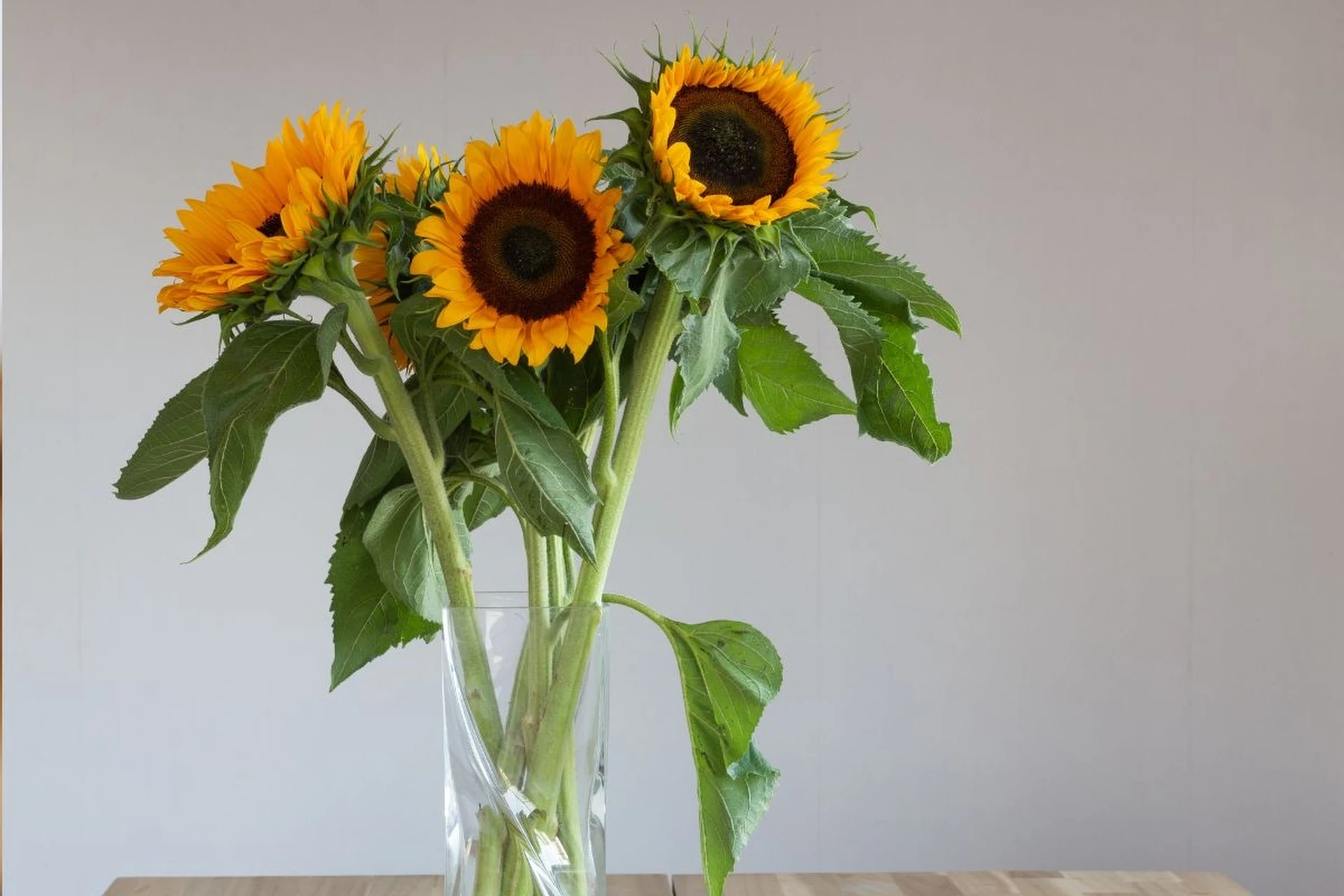 Eine Floristin hat mir dieses Geheimnis verraten. Sonnenblumen halten sich zwei Wochen lang in der Vase