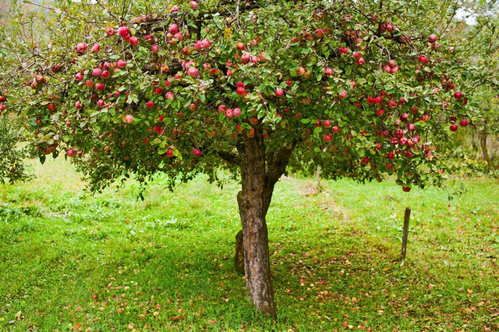 Machen Sie das im September mit Ihrem Apfelbaum. Das Geheimnis einer gesunden und reichhaltigen Ernte