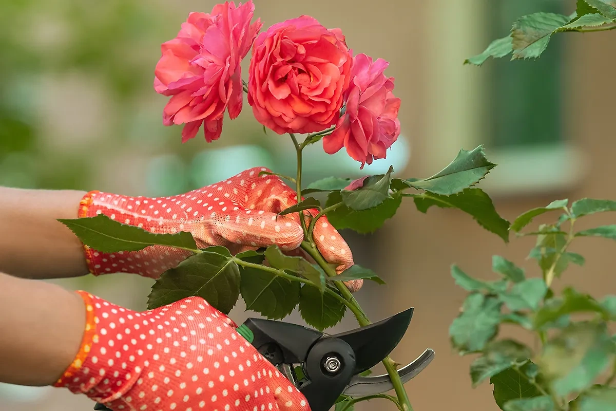 Anfang September ist es Zeit, Rosen zu schneiden. So geht's