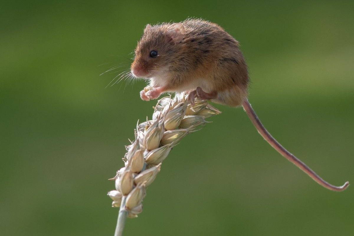 Wühlmäuse im Garten? Werfen Sie dies in die Löcher im Boden, und die Schädlinge werden innerhalb weniger Stunden verschwinden.