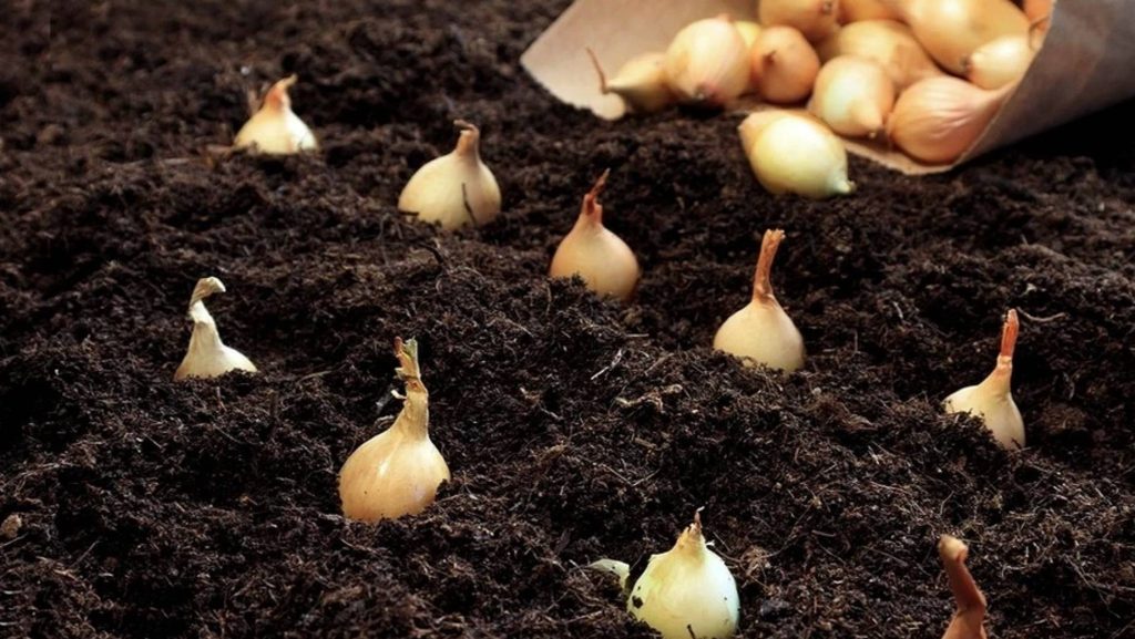 6 Zwiebeln, die Ende September gepflanzt werden müssen, um eine gute Ernte im Gemüsegarten zu erzielen