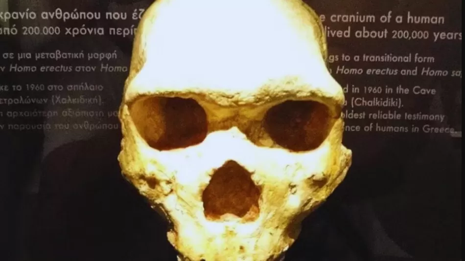 Wissenschaftler haben in Griechenland einen 300.000 Jahre alten Schädel gefunden, der nicht zur Gattung Homo gehört
