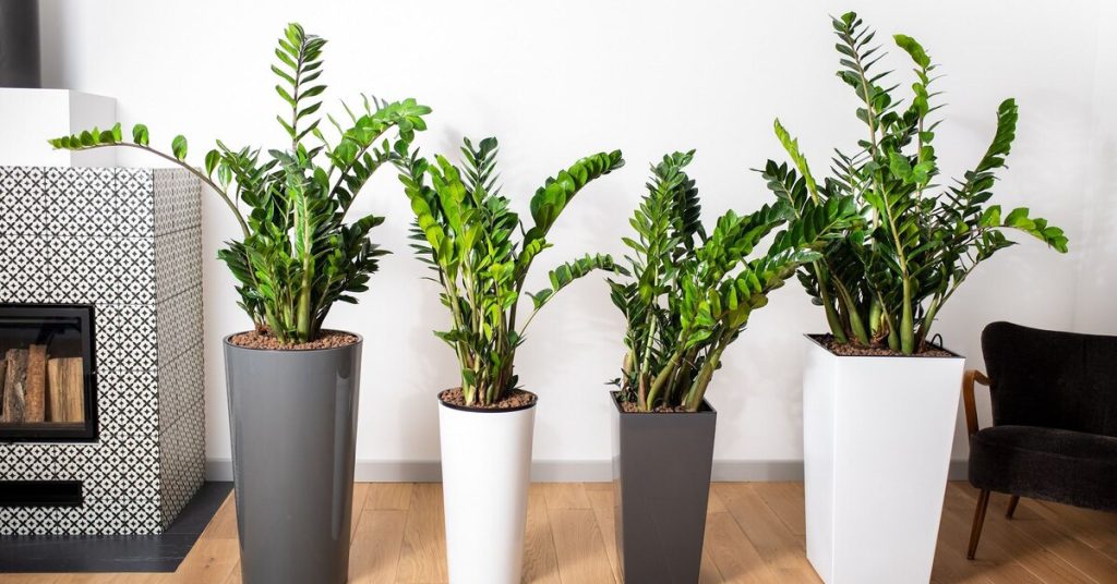 Wo sollte man eine Zamioculcas aufstellen, damit sie blüht, kräftig wächst und Wohlstand ins Haus bringt?