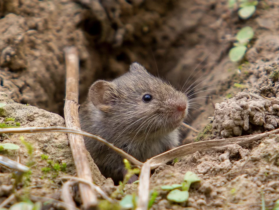 Wühlmäuse im Garten? Werfen Sie dies in die Löcher im Boden, und die Schädlinge werden innerhalb weniger Stunden verschwinden.