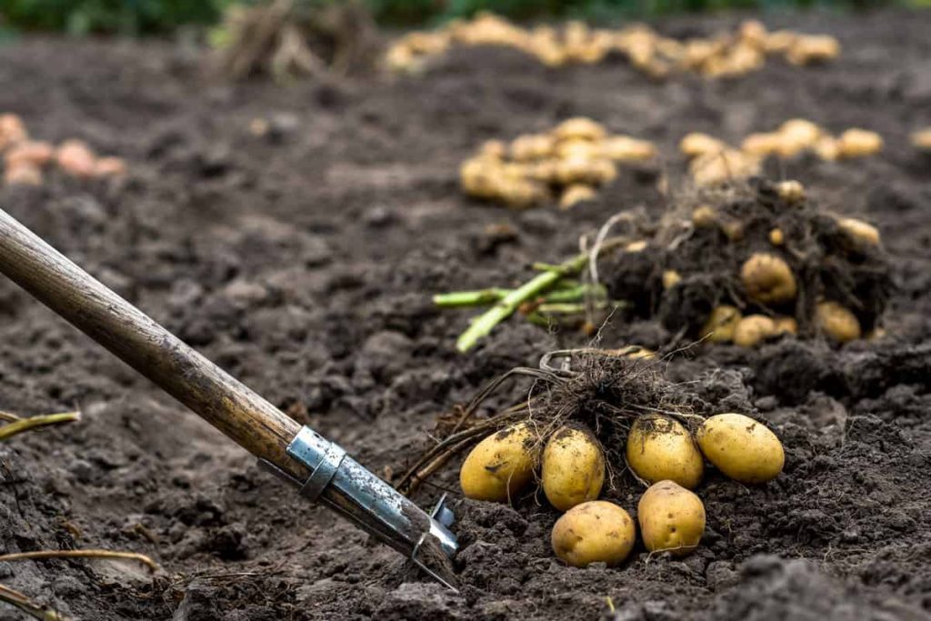 Kartoffeln: Ein unerwarteter Ort, der das Keimen verhindert und sie mehrere Wochen lang frisch hält