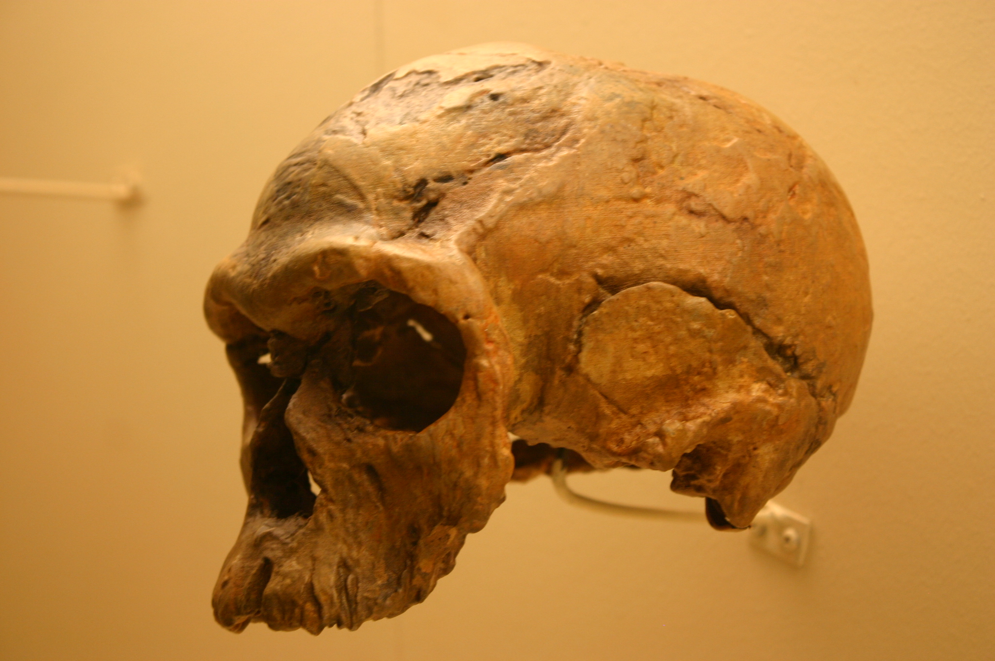 Wissenschaftler haben in Griechenland einen 300.000 Jahre alten Schädel gefunden, der nicht zur Gattung Homo gehört