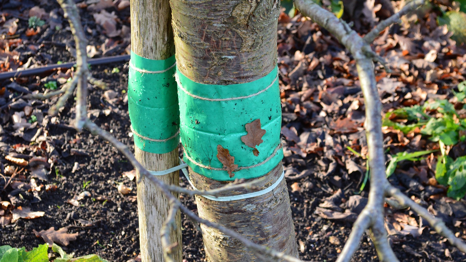 Machen Sie das im September mit Ihrem Apfelbaum. Das Geheimnis einer gesunden und reichhaltigen Ernte