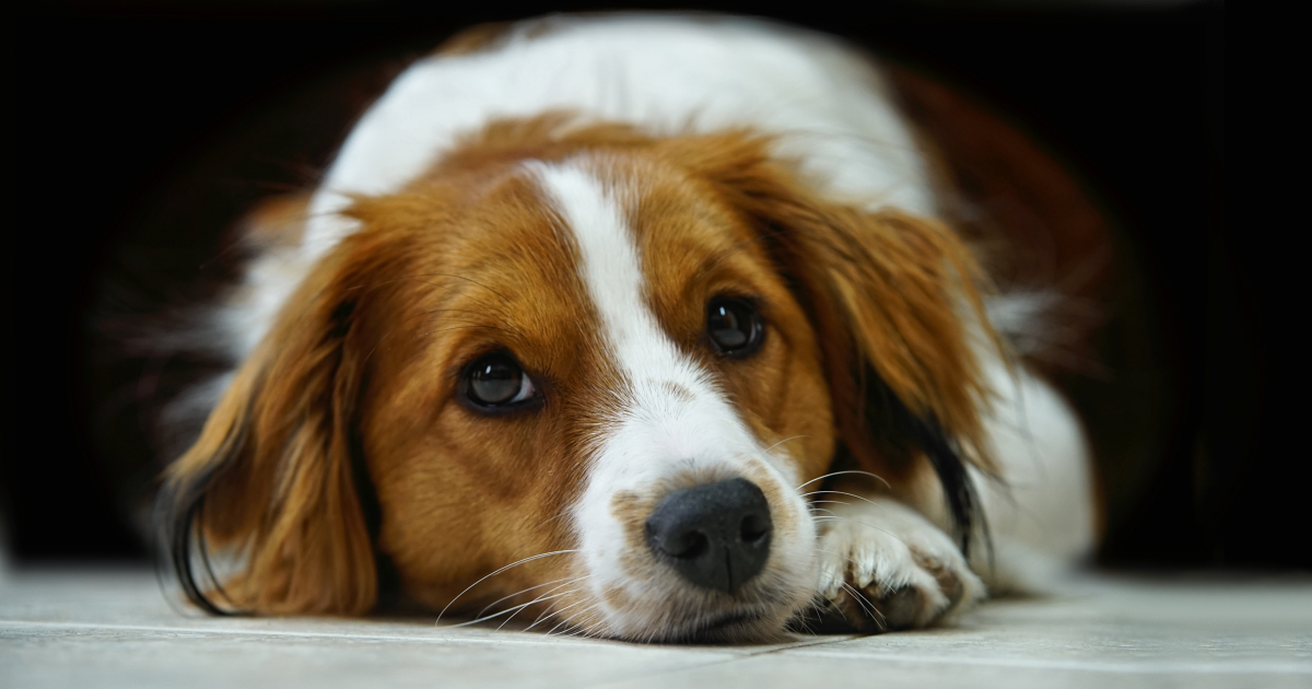 Tausende Hunde testen bereits die erste Tablette zur Verlängerung ihres Lebens: „Sie können umgerechnet 24 Menschenjahre gewinnen.“