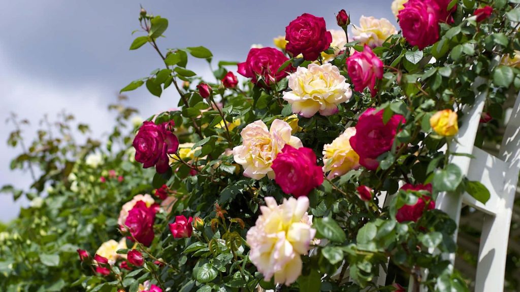 Führen Sie diese Maßnahmen im September durch. Die Rosen werden bis Oktober üppig blühen