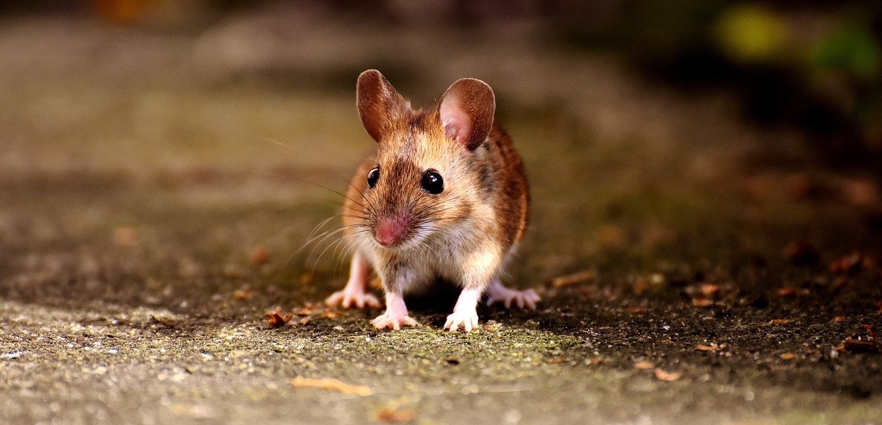 Im Herbst kommen Mäuse ins Haus: 5 Gerüche, die sie abschrecken – Nagetiere werden niemals die Schwelle Ihres Hauses überschreiten