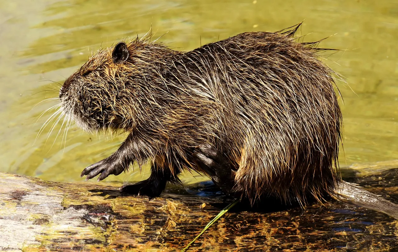 Das ist keine Ratte! Eine Wasserratte im Garten kann alles zerstören – erfahren Sie, wie Sie sie erkennen und vertreiben können