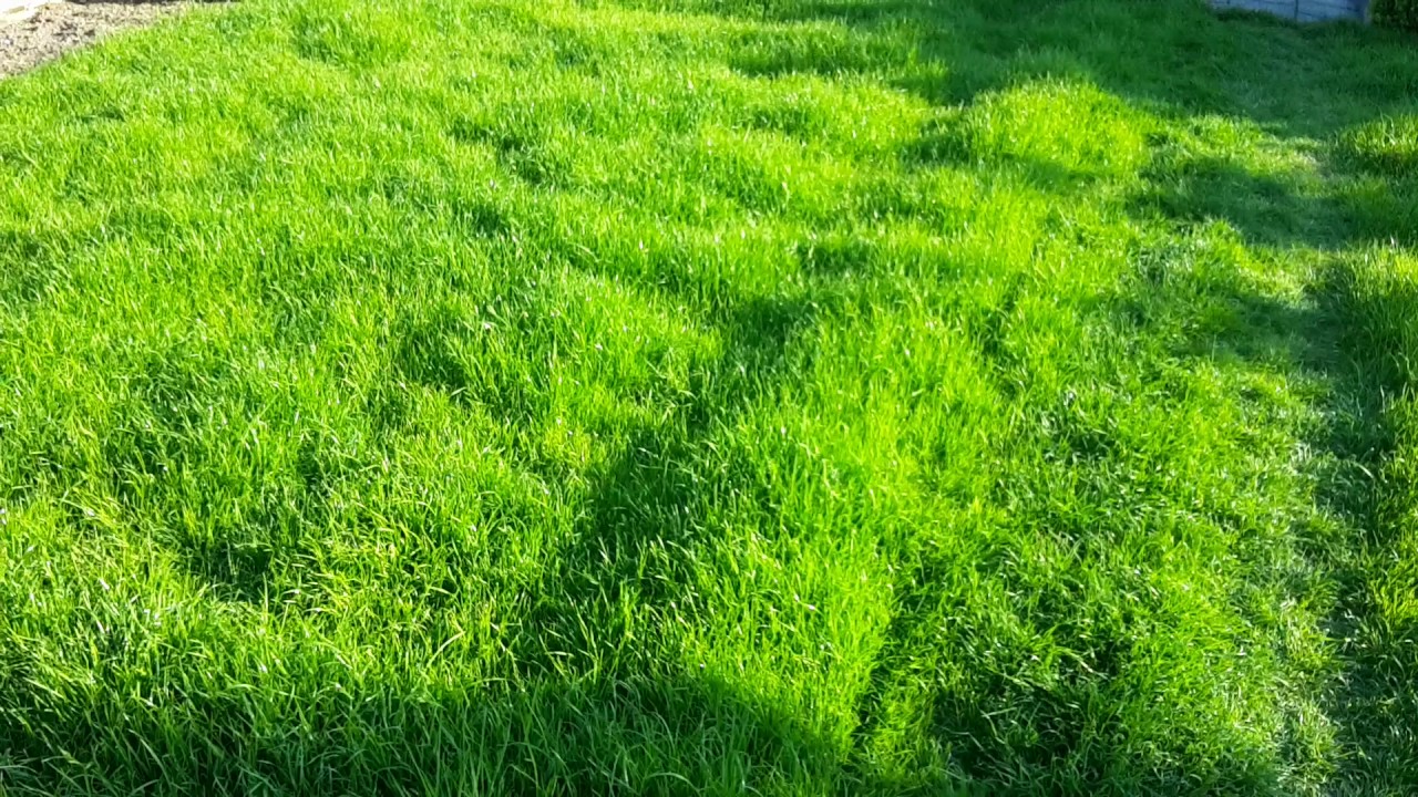 Kümmern Sie sich im Herbst um Ihren Rasen. Das Gras wird dicht und grün sein