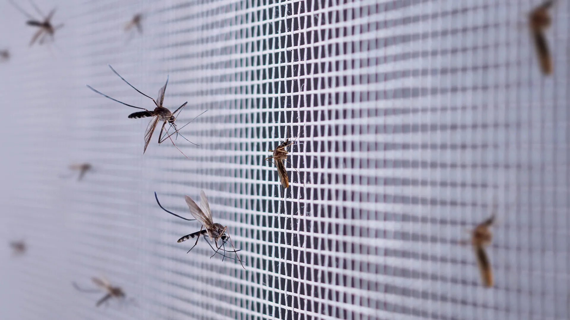 Die Mücken geben noch nicht auf. Streuen Sie dies auf die Fensterbank, dann fliegen sie nicht ins Haus