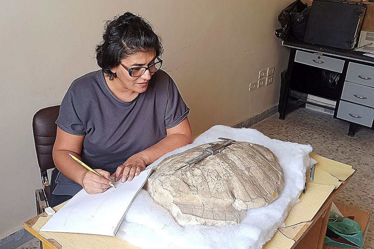 Beispiellose Entdeckung in Syrien: Eine vor 50 Millionen Jahren lebende Meeresschildkröte wurde gefunden, die die bekannte Evolutionsgeschichte verändert