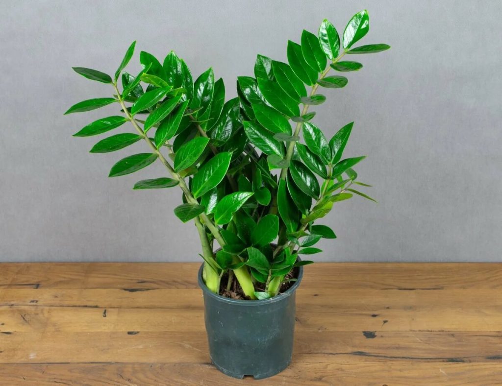 4 Tropfen unter die Wurzel – und die Zamioculcas wächst stärker als ein Baobab: große Blätter und neue Triebe