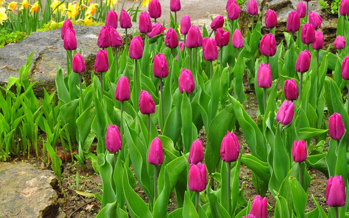 Wann sollte man Tulpen pflanzen? Die Zeit ist bald gekommen