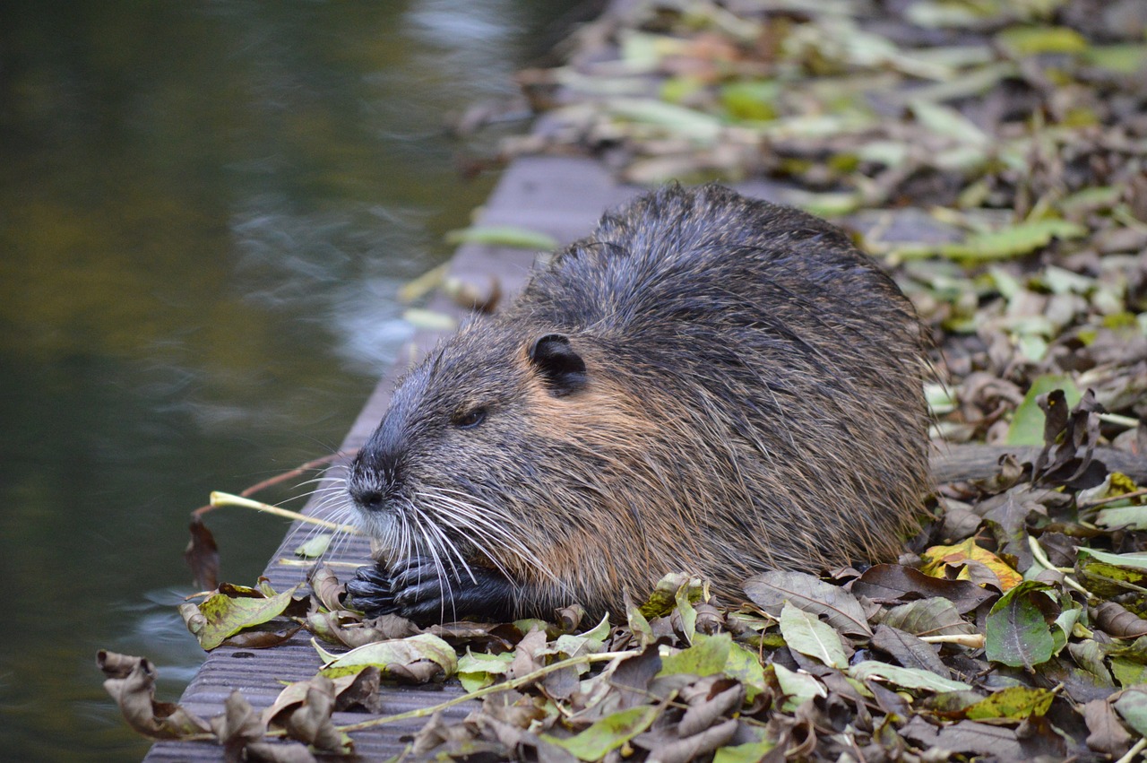 Das ist keine Ratte! Eine Wasserratte im Garten kann alles zerstören – erfahren Sie, wie Sie sie erkennen und vertreiben können